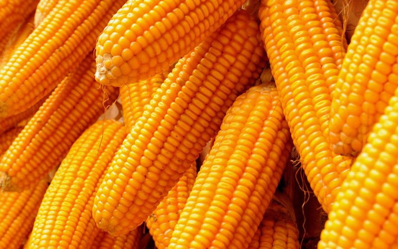 maize-production-must-grow-at-15-cagr-ficci-pwc-report