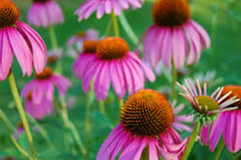New Study Confirms Beneficial Effects of Echinacea in the Immune System