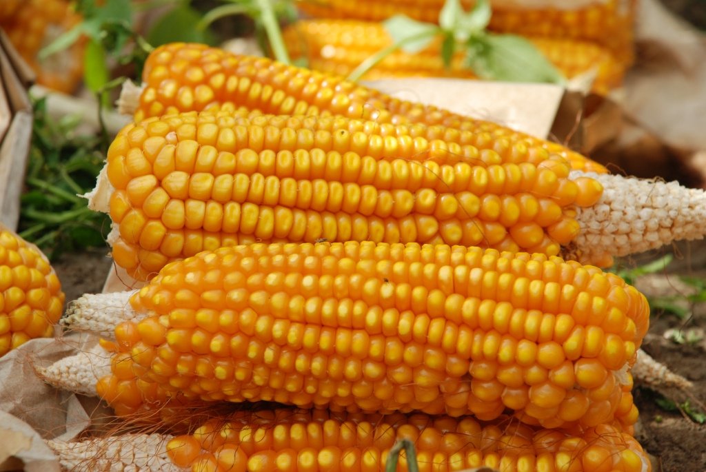 Pau Signs Agreement For Maize Hybrid - Ffoods Spectrum