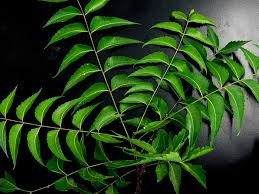 niper-scientists-claim-that-neem-compound-inhibits-growth-of-breast-cancer