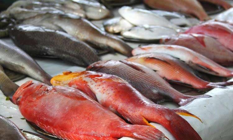 decoding-formalin-the-growing-element-in-fish-industry