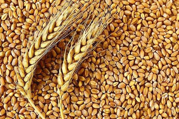 nabi-to-promote-new-generation-wheat