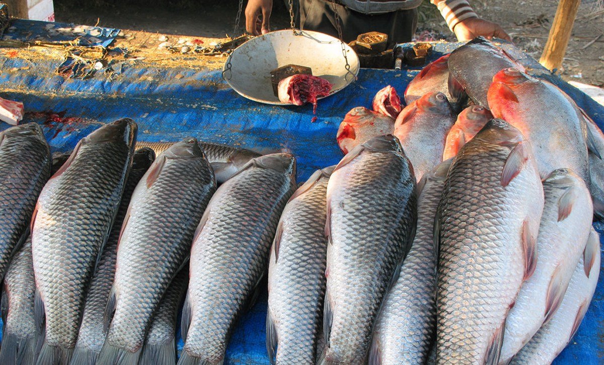 hc-asks-fssai-to-set-permissible-level-of-formalin-in-fish