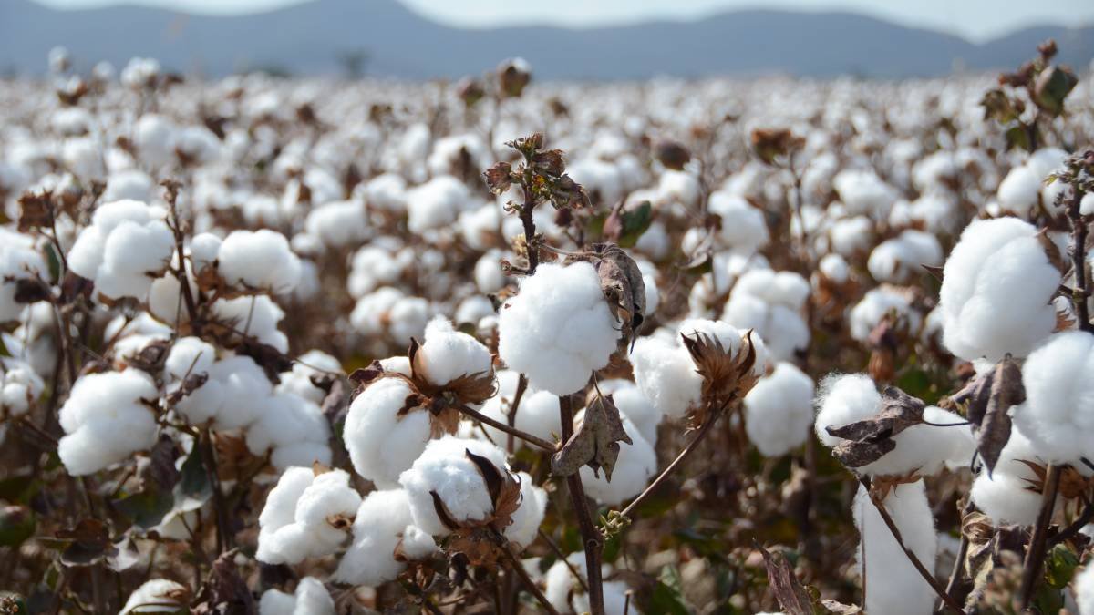 usda-reports-indian-cotton-crop-lowers-down-by-2
