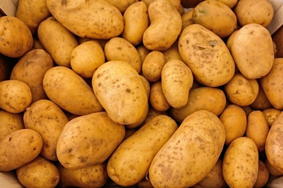 technico-agri-to-bring-scottish-potato-varieties-in-india
