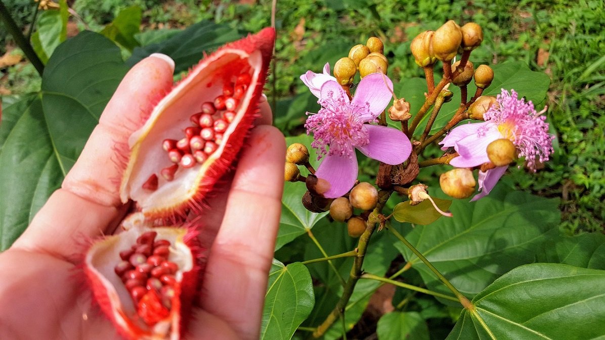 annatto-color-certified-organic-for-iffs-frutarom-division