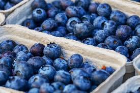 researchers-examine-effect-of-blueberries-on-adults-with-metabolic-syndrome