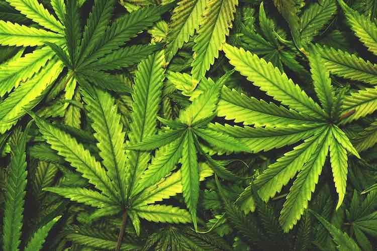growpacker-launches-cannabis-brand-incubator