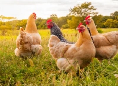 chicken-helps-to-boost-immunity-suguna-foods