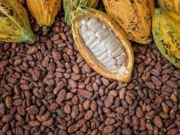cargill-pursues-progress-towards-a-transparent-cocoa-sector