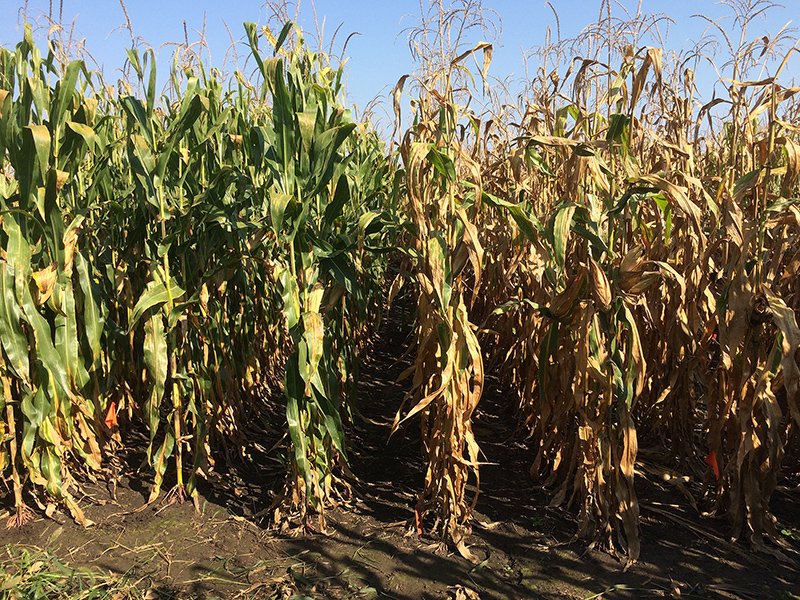 nitrogen-efficiency-gains-in-corn-hybrids-over-70-years-study