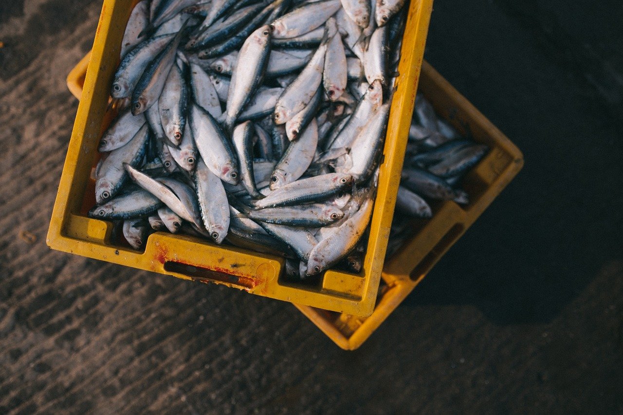India achieves 175.45 lakh tonnes of fish production in 2023