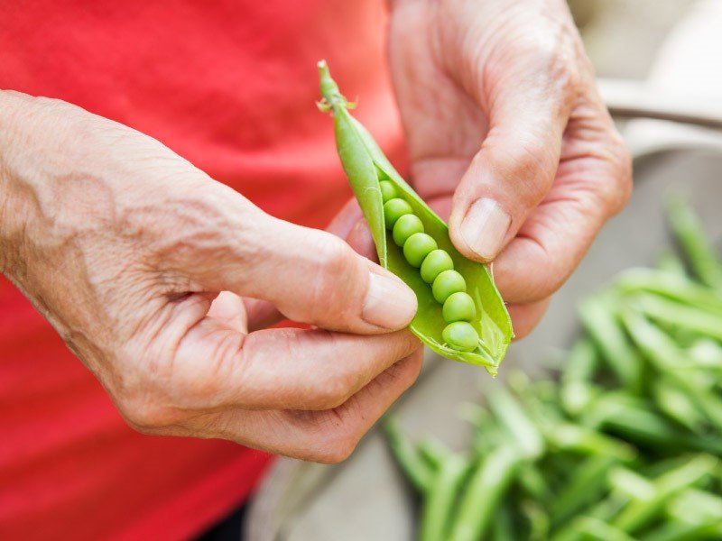 Research links plant protein, red meat consumption with women’s health