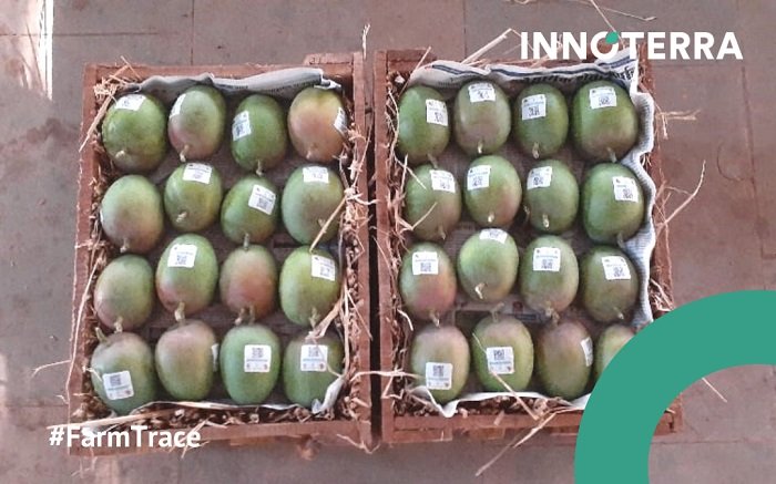 gi-tagged-alphonso-mangoes-go-completely-traceable
