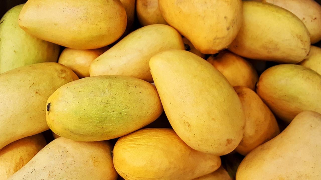 india-extends-footprint-of-mango-exports-to-newer-countries