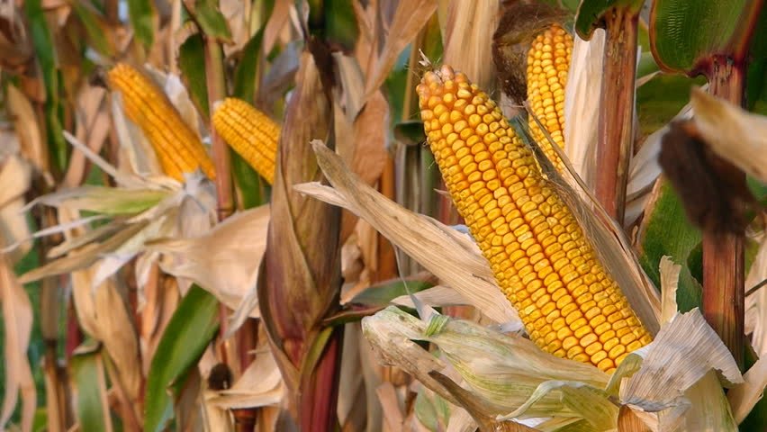 mp-to-strengthen-maize-value-chain-in-the-country