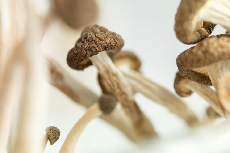 caamtech-partners-with-leibniz-institute-to-investigate-psychedelic-mushrooms