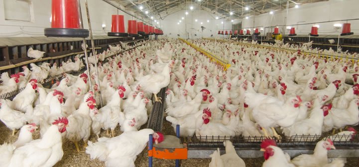 kemin-to-reveal-its-nutritional-expertise-on-poultry-nutrition
