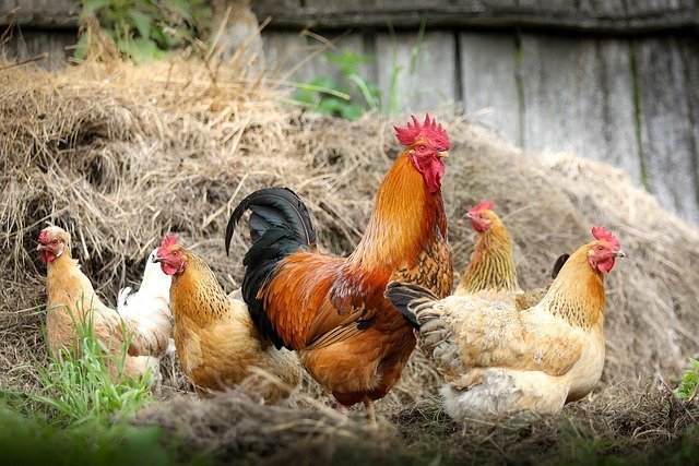 right-to-protein-initiative-issues-safe-poultry-consumption-guidelines