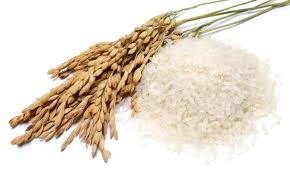 Centre launches sale of ‘Bharat’ rice 