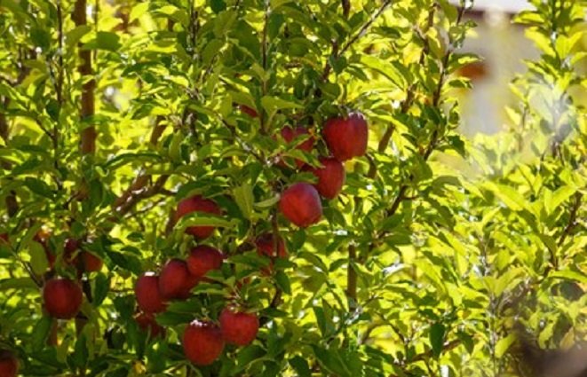 apeda-exports-five-unique-varieties-of-apples-to-bahrain