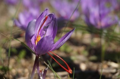 Saffron extract could help in improving menopause symptoms: Study