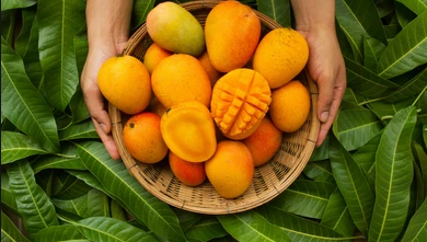 india-boosts-mango-exports-to-south-korea
