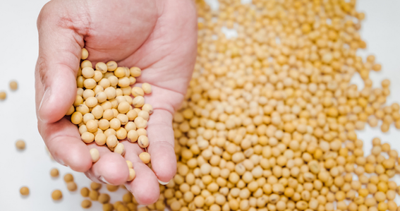 industry-urges-pm-for-duty-free-soybean-imports-from-us