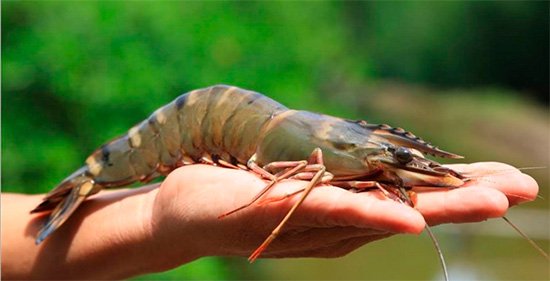 mitsui-co-to-invest-in-shrimp-producer-and-processor-minh-phu
