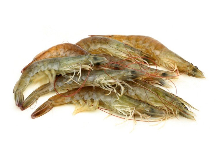 The Indian shrimp feed market to reach 1.8 million tons by 2024