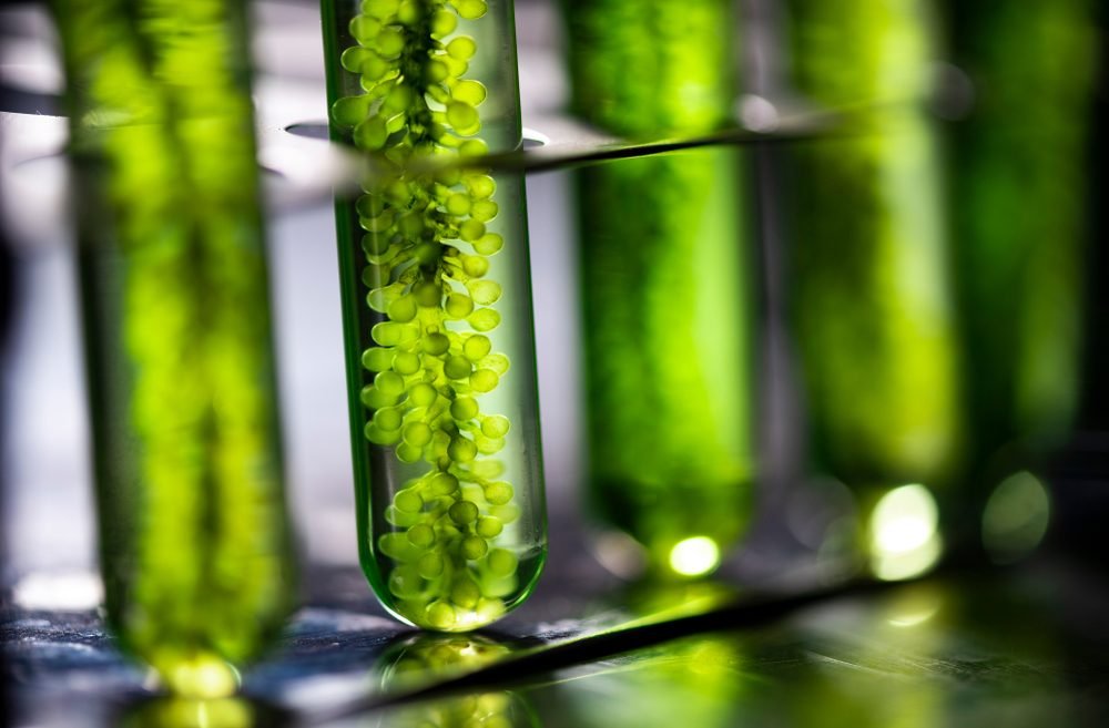 Unilever, Algenuity to co-develop microalgae food technology