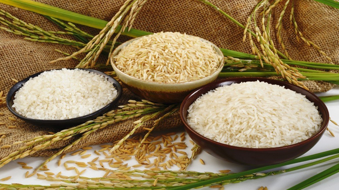 osmania-researchers-develop-disease-control-strategies-for-rice