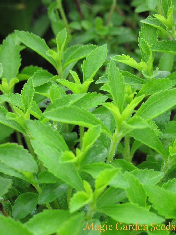 vitosa-stevia-gains-usfda-gras-no-objection-status