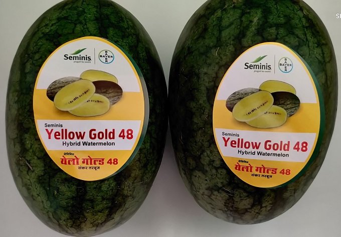 bayer-launches-first-ever-yellow-watermelon-variety-in-india