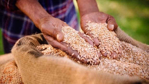 Centre imposes stock limit on wheat until 31st March 2025